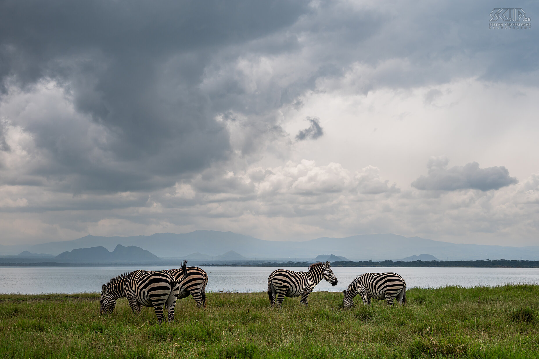 Soysambu - Steppezebra Een kleine groepje steppezebra's aan het prachtige Lake Elementaita Stefan Cruysberghs